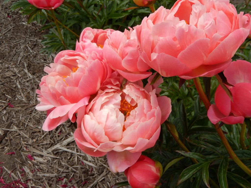 Coral Charm at Peony Farm