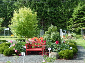 Viewing bench surrounded by Peonies