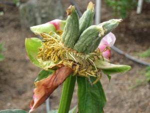 peony seed pod