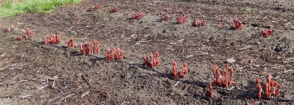 Coral Charm buds leafing 2015