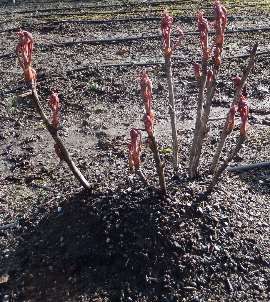 Tree Peony buds 2015