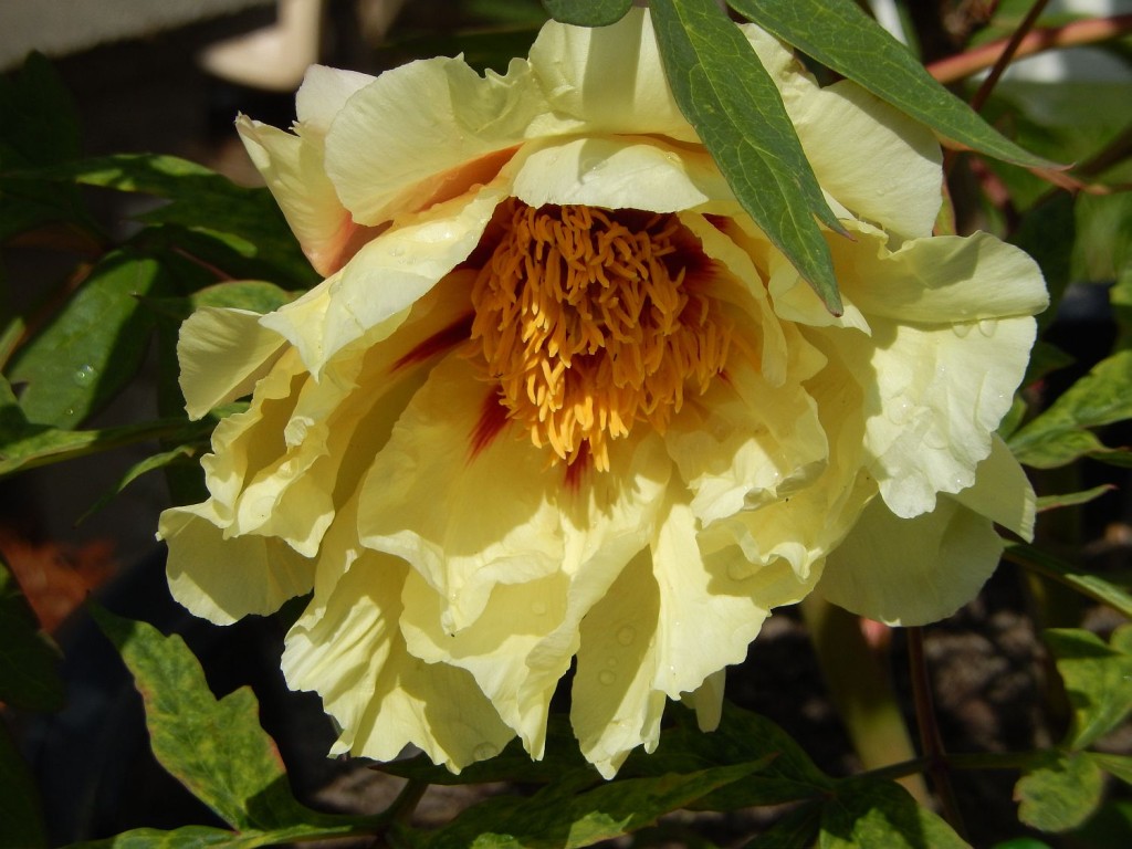 Alhambra Peony Tree at Peony Farm, WA