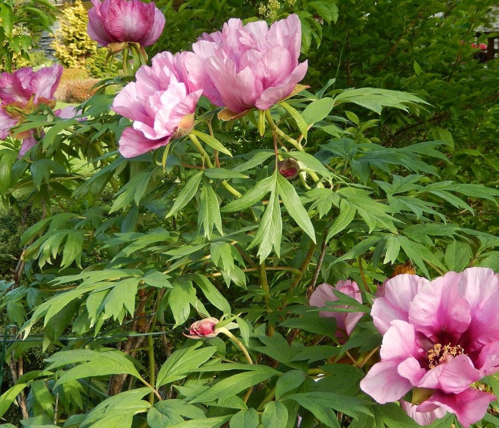 Anna Marie Tree Peony