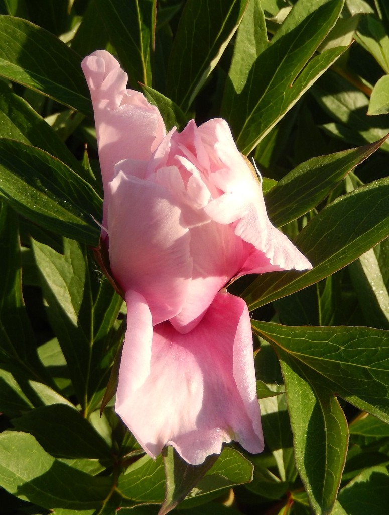 Cora Louise bud, beginning to unfurl