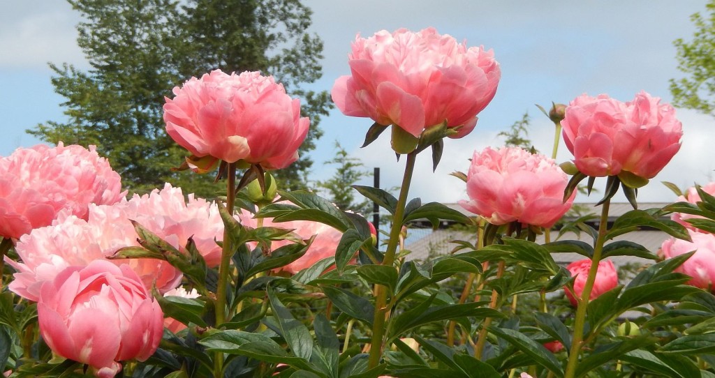 Coral Charm in the Peony Farm fields