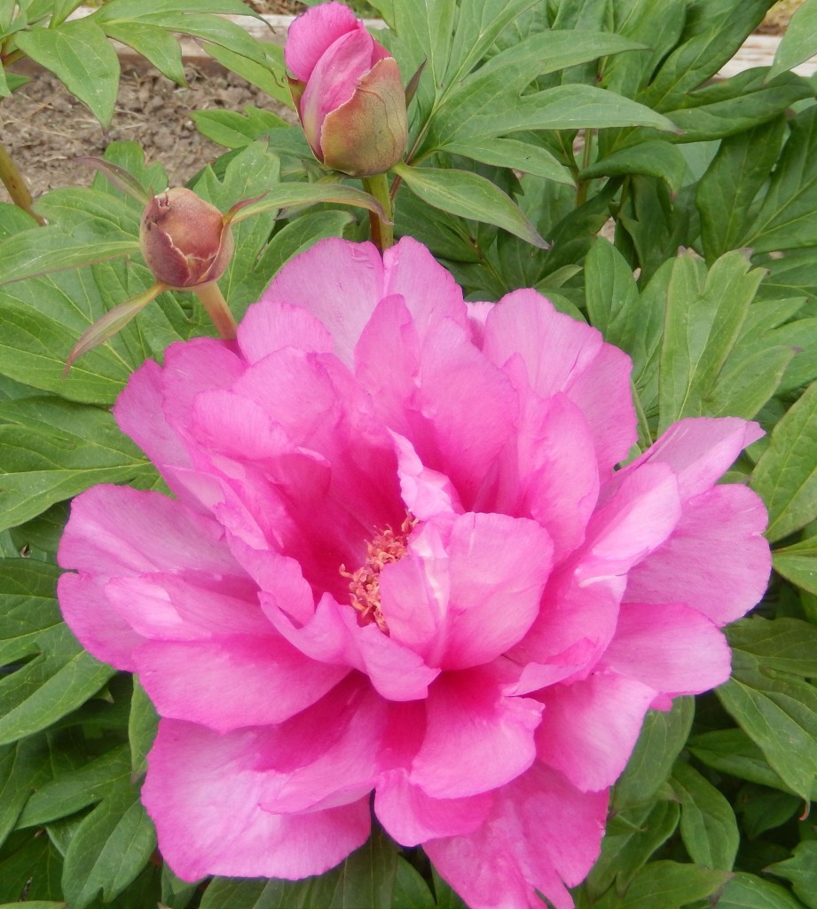 First Arrival Itoh peony