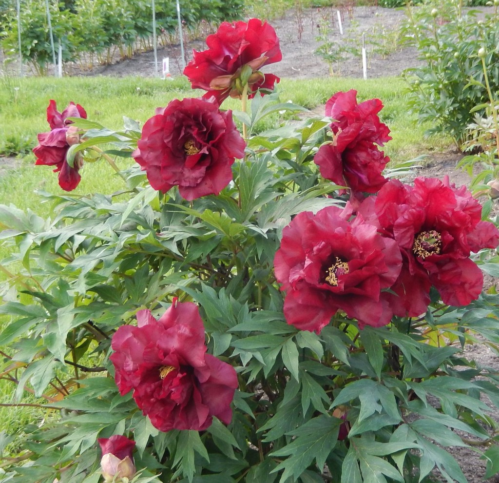 Hephestos Tree Peony at Peony Farm, WA