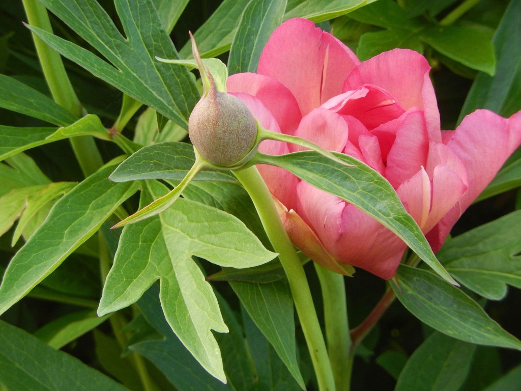 Julia Rose Itoh Peony, at Peony Farm, WA