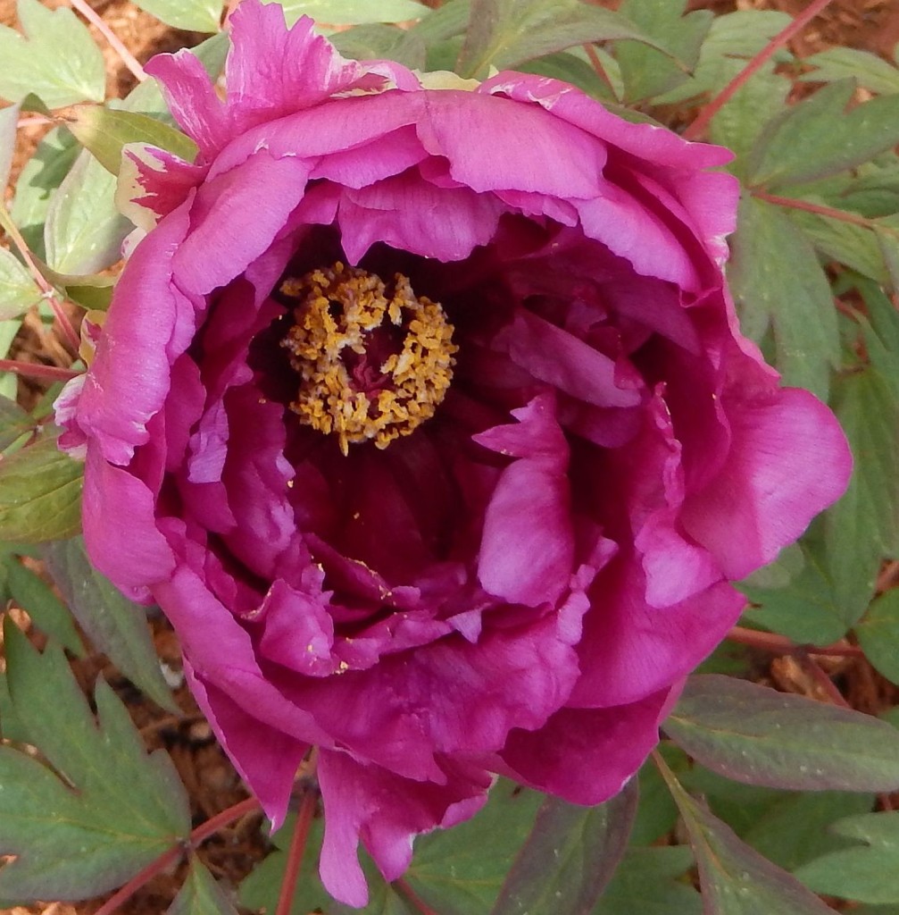 Royal Robe tree peony, Peony Farm, WA 