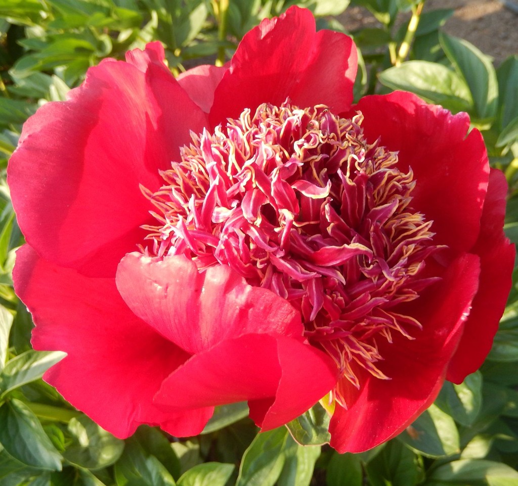 Walter Mains peony at Peony Farm, WA